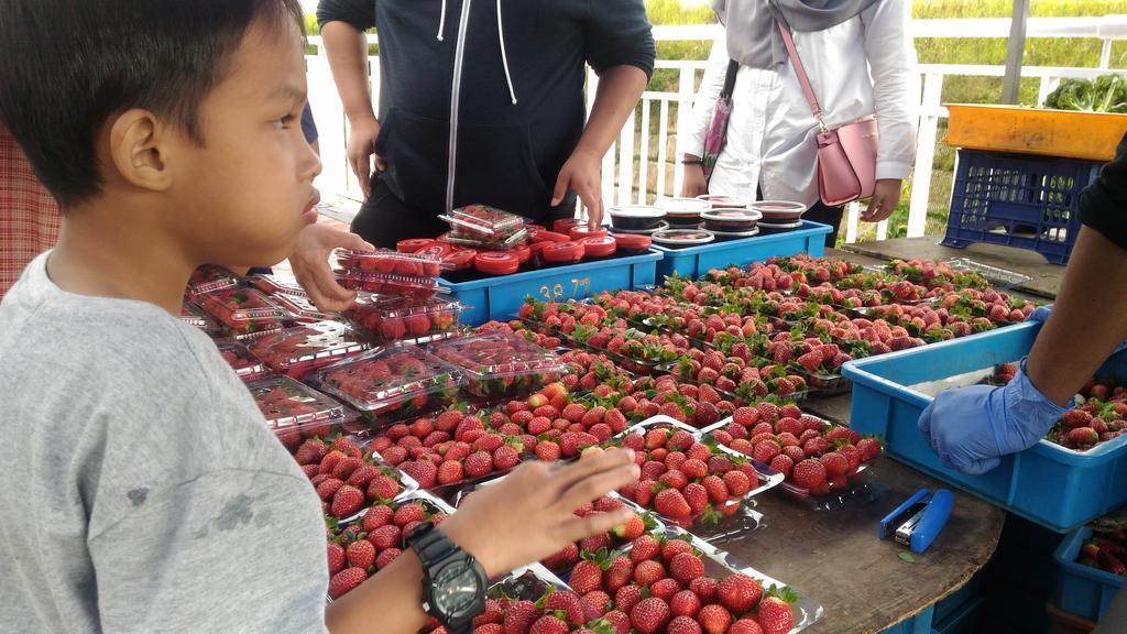 Dreamscape @ Golden Hill * Cameron Highlands